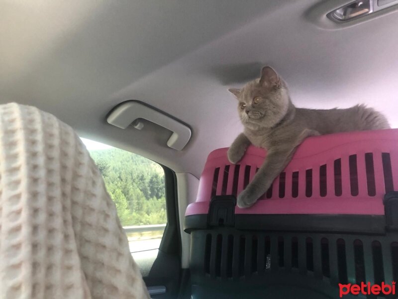 British Shorthair, Kedi  Mia fotoğrafı