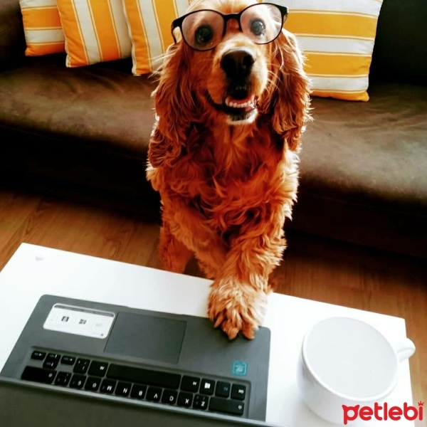 İngiliz Cocker Spaniel, Köpek  Cookie fotoğrafı