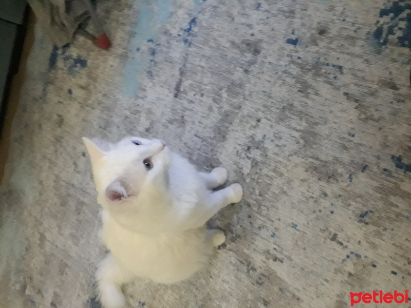 Van Kedisi, Kedi  prens fotoğrafı