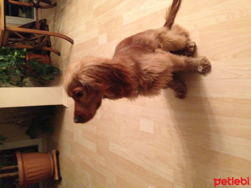 İngiliz Cocker Spaniel, Köpek  tarcın fotoğrafı