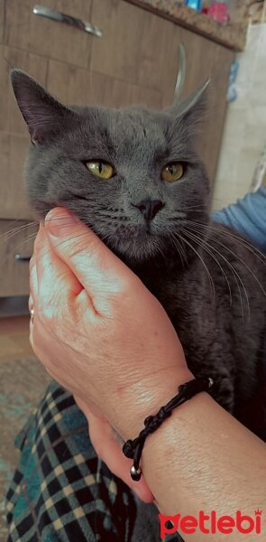 British Shorthair, Kedi  DUMAN fotoğrafı