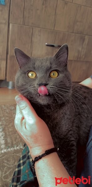 British Shorthair, Kedi  DUMAN fotoğrafı