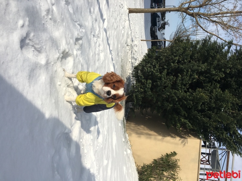 Cavalier King Charles Spanieli, Köpek  Oscar fotoğrafı