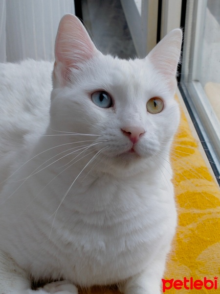 Van Kedisi, Kedi  Gölge fotoğrafı