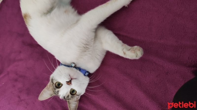 Tekir Kedi, Kedi  Titrek fotoğrafı