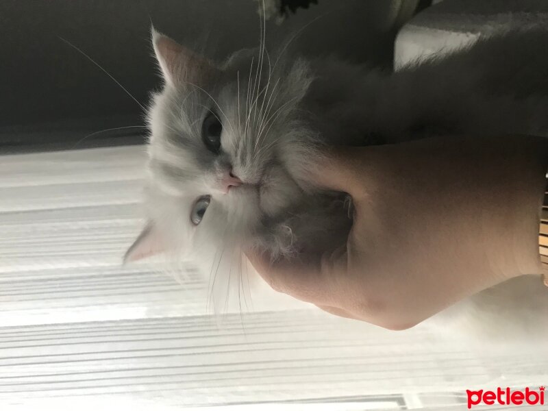 Scottish Fold, Kedi  Luna fotoğrafı