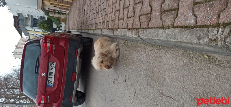Airedale Terrier, Köpek  Büyük cins Terier fotoğrafı