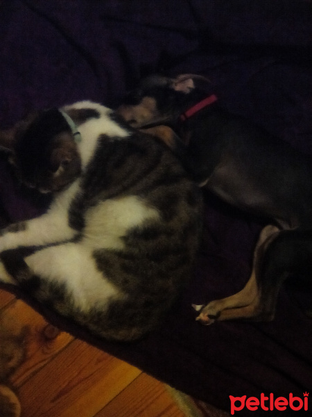 Tekir Kedi, Kedi  Keko fotoğrafı