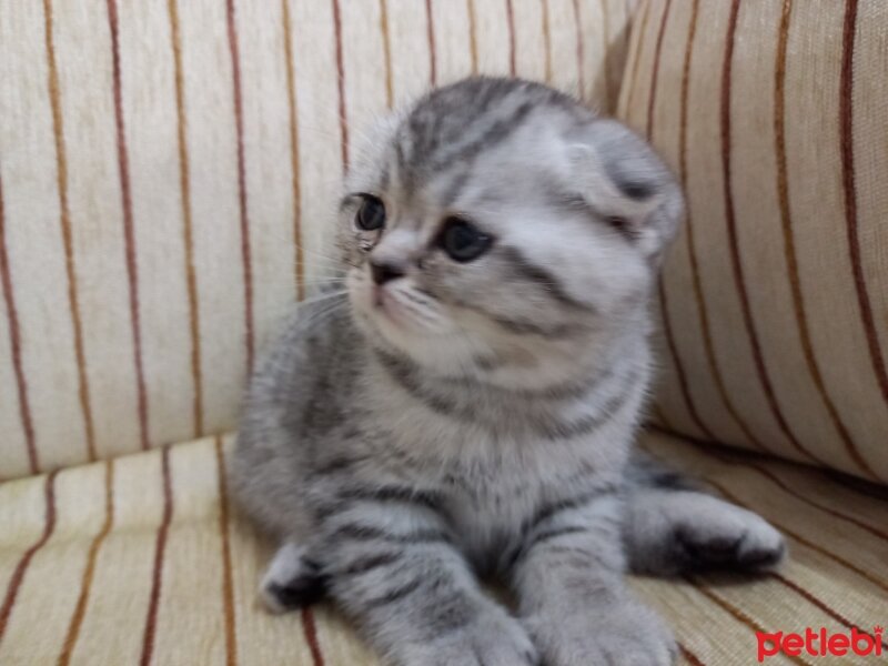 Scottish Fold, Kedi  Petunya fotoğrafı