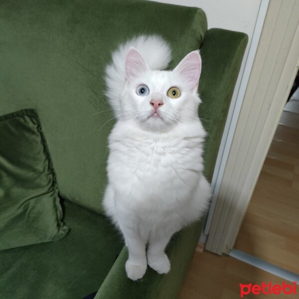 Van Kedisi, Kedi  pikaçu fotoğrafı