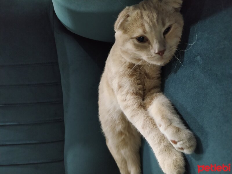 Scottish Fold, Kedi  Mithat fotoğrafı