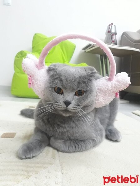 Scottish Fold, Kedi  oscar fotoğrafı