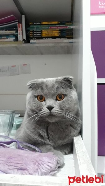 Scottish Fold, Kedi  oscar fotoğrafı