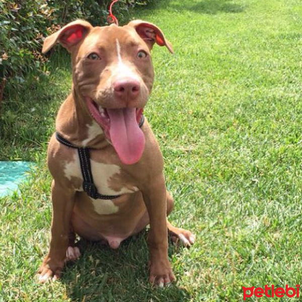 Amerikan Pitbull Terrier, Köpek  Zac fotoğrafı