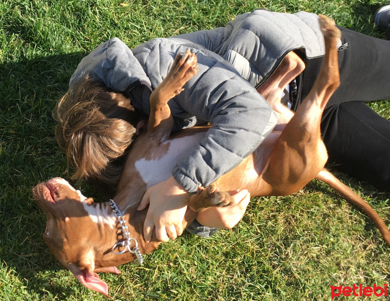 Amerikan Pitbull Terrier, Köpek  Zac fotoğrafı