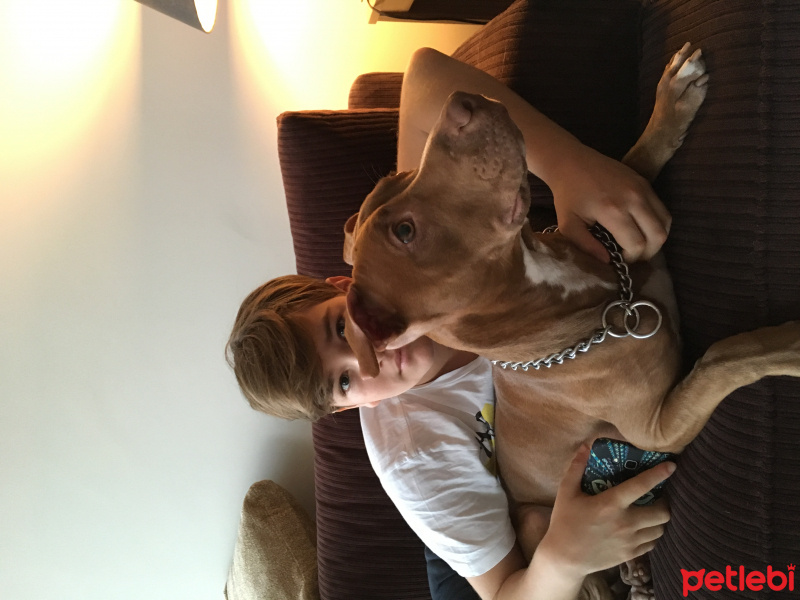 Amerikan Pitbull Terrier, Köpek  Zac fotoğrafı