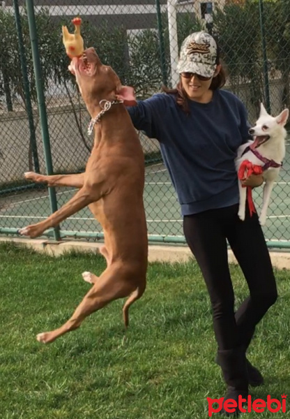 Amerikan Pitbull Terrier, Köpek  Zac fotoğrafı