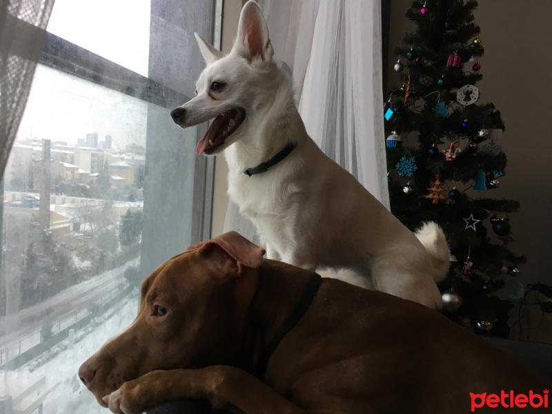 Amerikan Pitbull Terrier, Köpek  Zac fotoğrafı