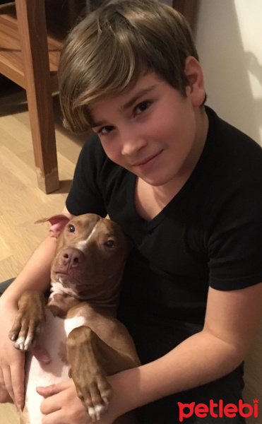 Amerikan Pitbull Terrier, Köpek  Zac fotoğrafı