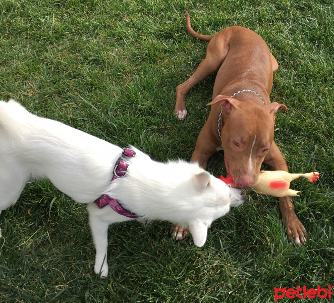 Amerikan Pitbull Terrier, Köpek  Zac fotoğrafı