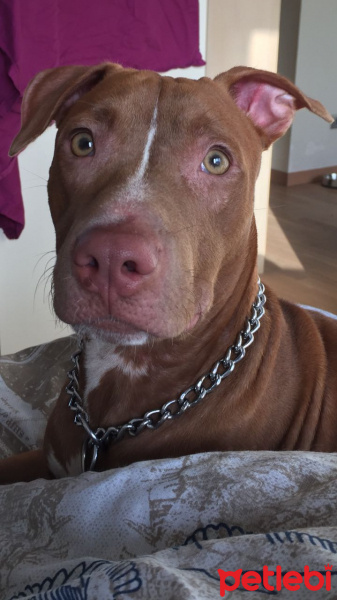 Amerikan Pitbull Terrier, Köpek  Zac fotoğrafı