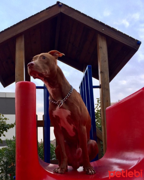 Amerikan Pitbull Terrier, Köpek  Zac fotoğrafı
