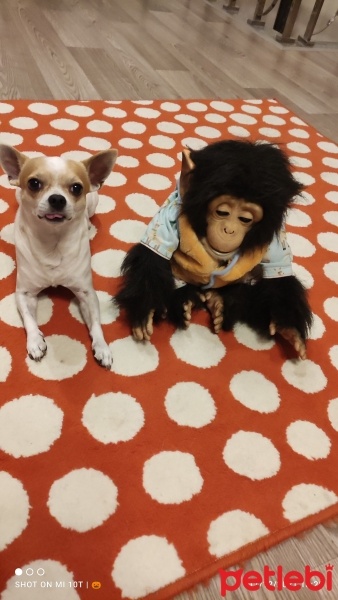 Chihuahua, Köpek  Herkül fotoğrafı