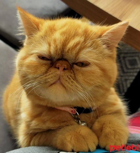 Exotic Shorthair, Kedi  Maya fotoğrafı