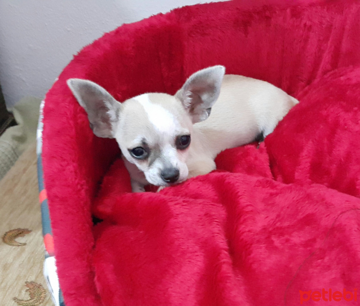 Chihuahua, Köpek  KİMYA fotoğrafı
