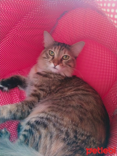 Tekir Kedi, Kedi  Mila fotoğrafı