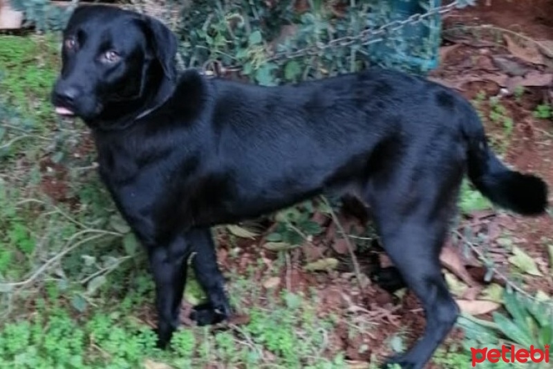 Labrador Retriever, Köpek  Kömür fotoğrafı