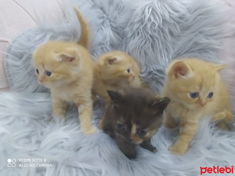 Scottish Fold, Kedi  Toplam 3 kedi var fotoğrafı