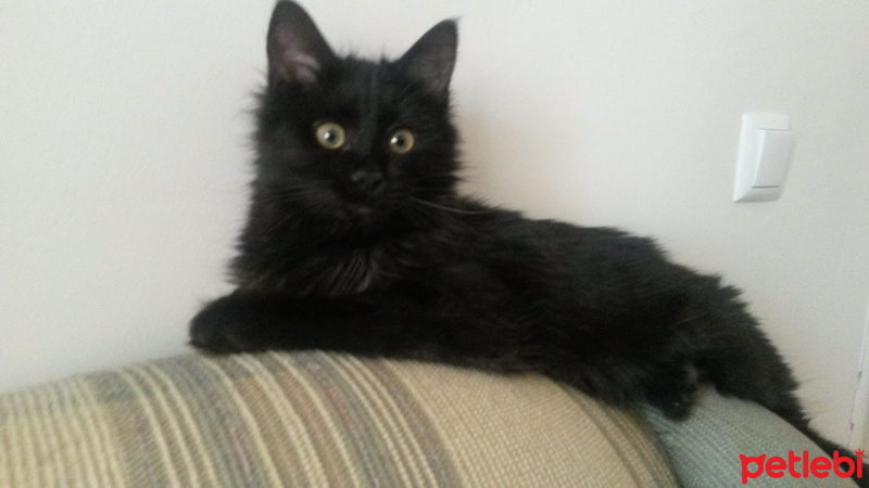 Siyam Kedisi, Kedi  Atlas fotoğrafı