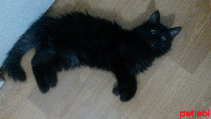 Siyam Kedisi, Kedi  Atlas fotoğrafı