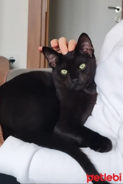 Bombay, Kedi  Gece fotoğrafı