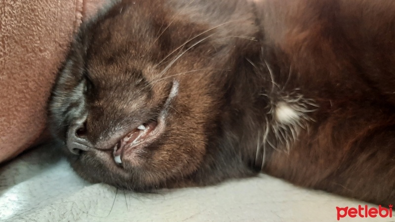 Bombay, Kedi  Gece fotoğrafı