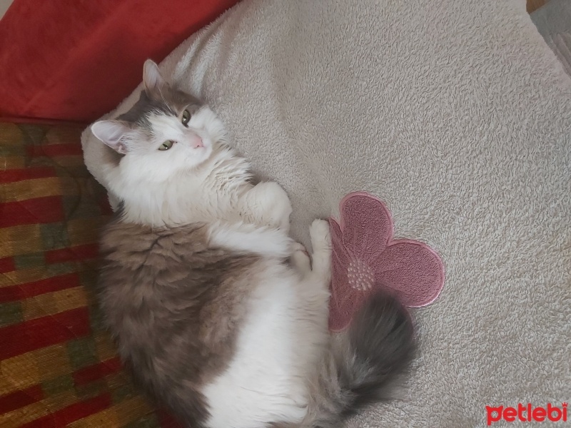 British Longhair, Kedi  Minnos fotoğrafı