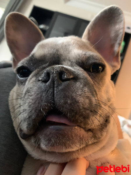 Fransız Bulldog, Köpek  Atlas fotoğrafı