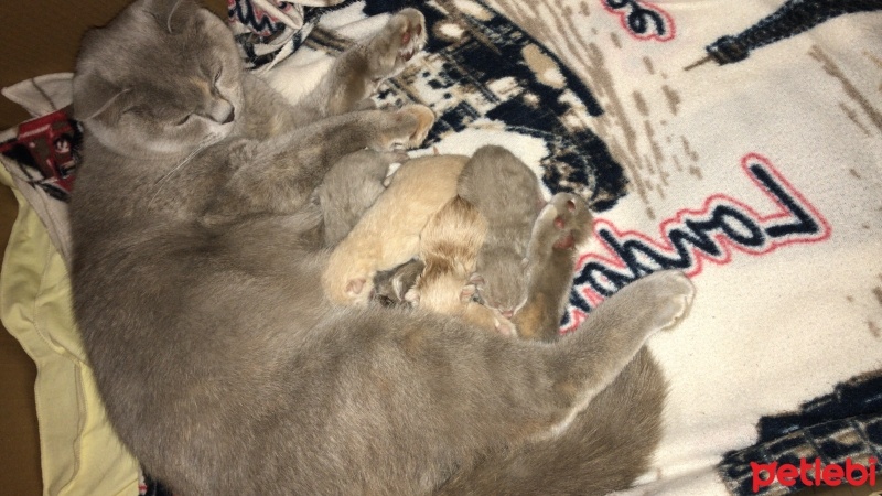 British Shorthair, Kedi  Mia fotoğrafı