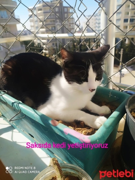 Tekir Kedi, Kedi  Fıstık fotoğrafı