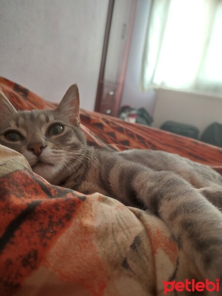 Tekir Kedi, Kedi  Arven fotoğrafı