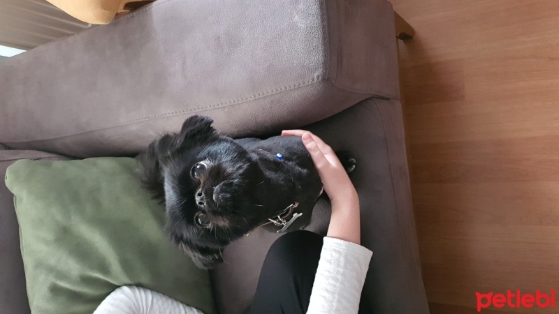 Pekingese, Köpek  Alf fotoğrafı