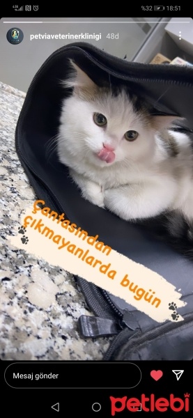 Tekir Kedi, Kedi  Tontiş fotoğrafı