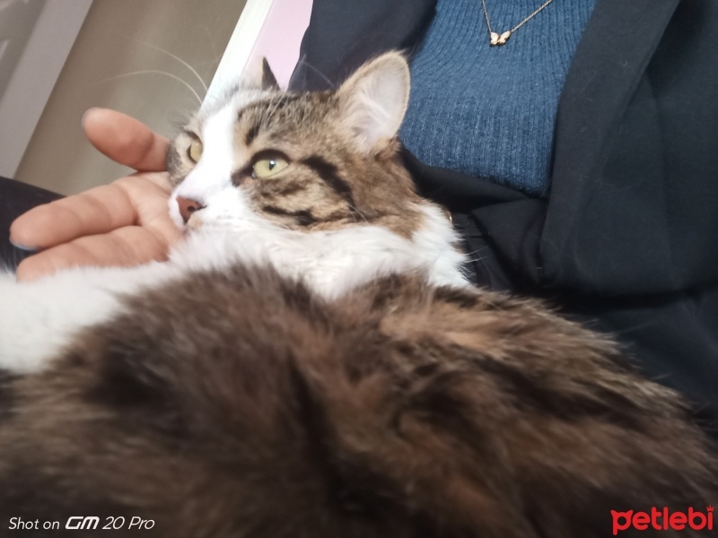 Tekir Kedi, Kedi  Dobby fotoğrafı