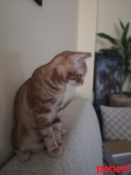 Sarman, Kedi  Sarıdun fotoğrafı