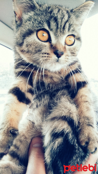 Scottish Fold, Kedi  Patates fotoğrafı