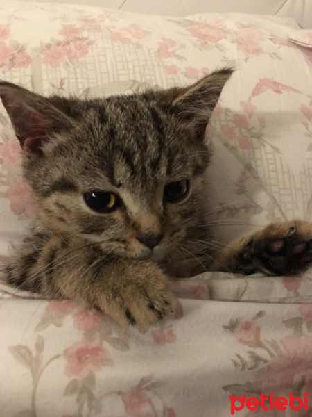 Scottish Fold, Kedi  Patates fotoğrafı