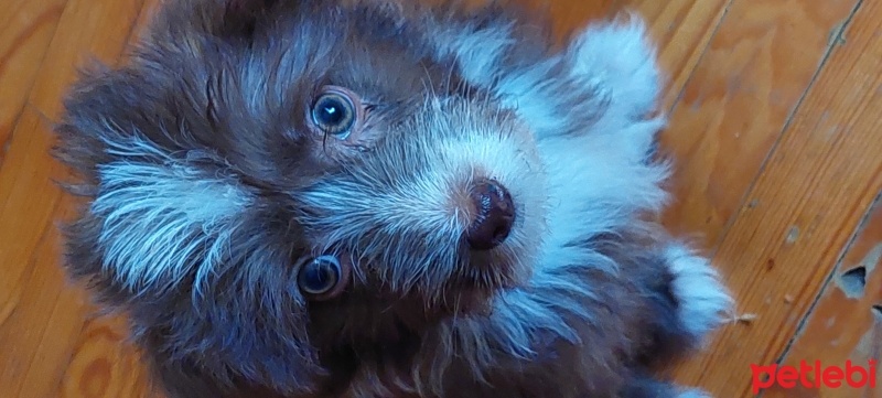 Cairn Terrier, Köpek  Makro fotoğrafı
