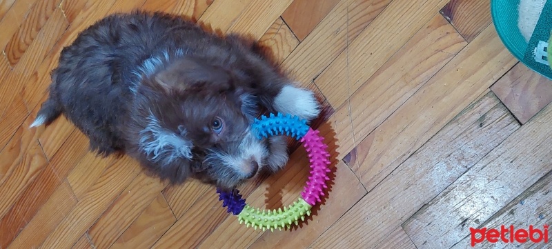 Cairn Terrier, Köpek  Makro fotoğrafı