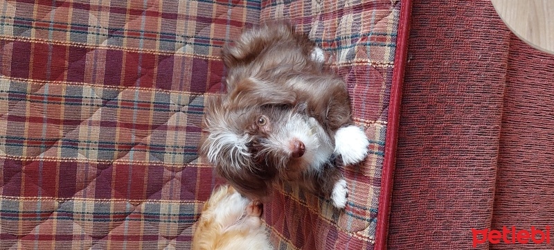 Cairn Terrier, Köpek  Makro fotoğrafı